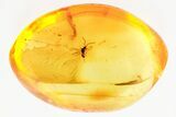 Fossil Winged Ant (Formicidae) In Baltic Amber #367430-1